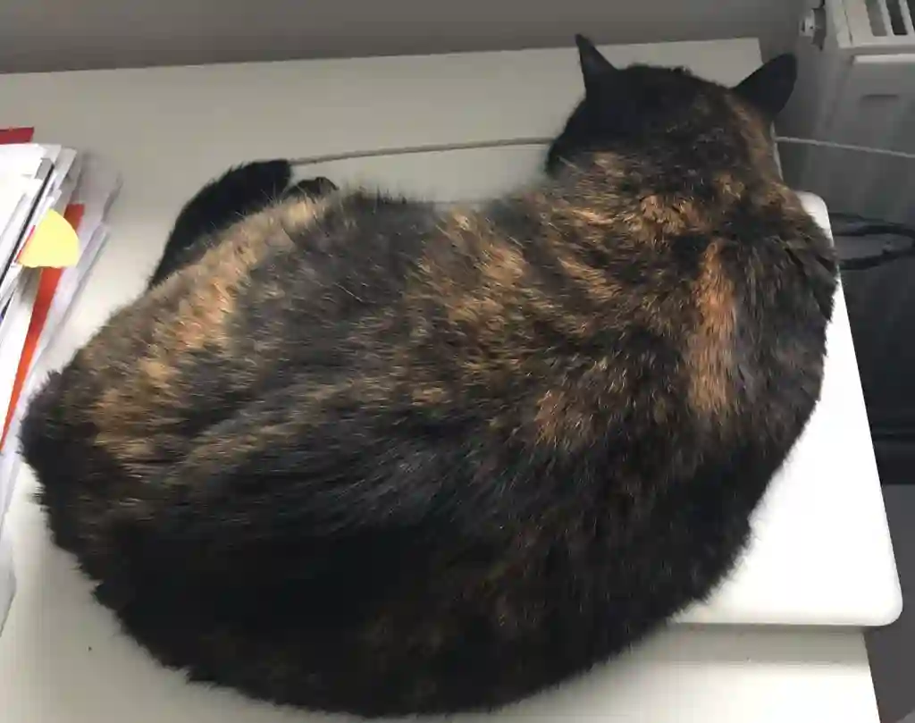 Cat on Mac